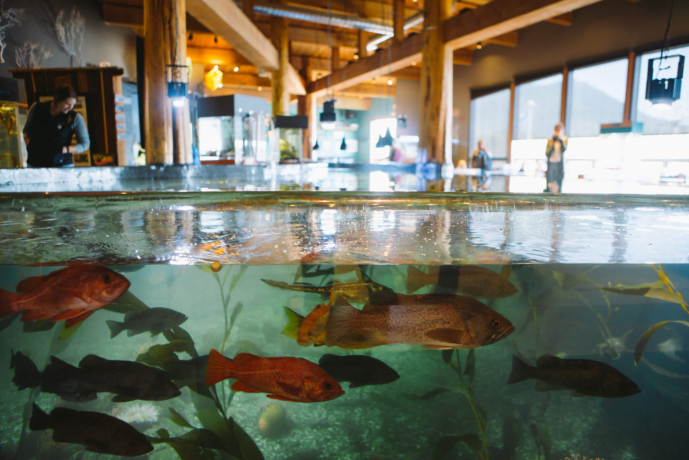 HOHO + Vancouver Aquarium