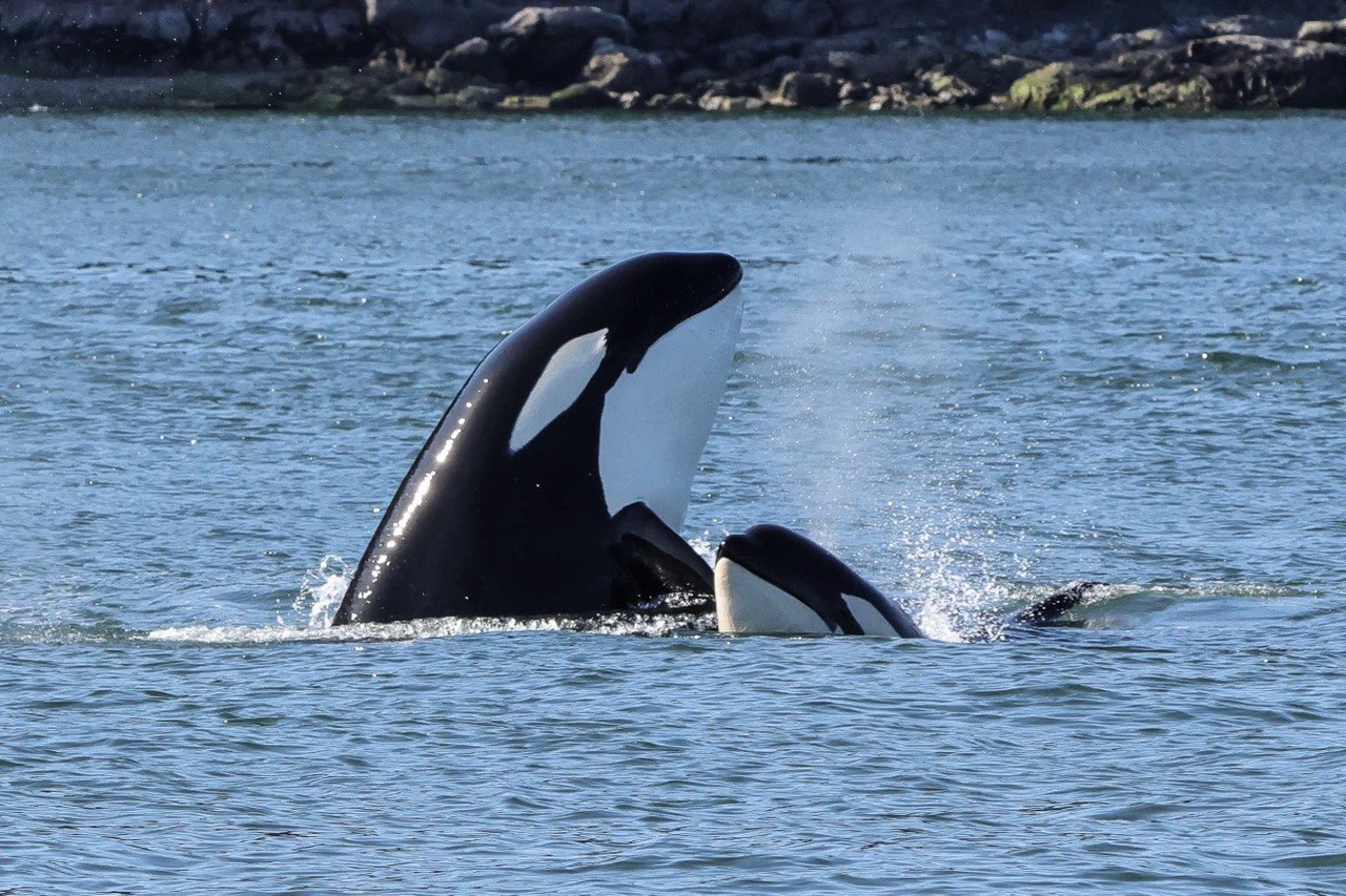 HOHO + Whale Watching Adventure